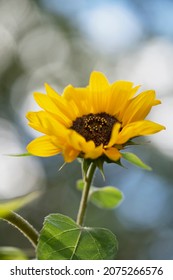 Closeup On A Yellow Sunflower Called Helianthus Debilis Also Known As Cucumberleaf Sunflower, Beach Sunflower And East Coast Dune Sunflower. With Bokeh Lights In The Blue Sky Background. 