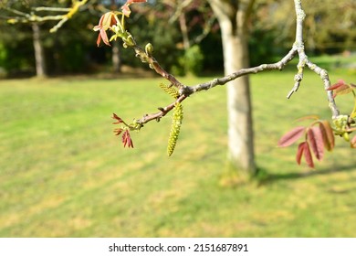 2,526 Walnut tree blossom Images, Stock Photos & Vectors | Shutterstock