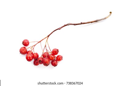 Close-up one bare branch of mountain ash with ripe red berries on white background.