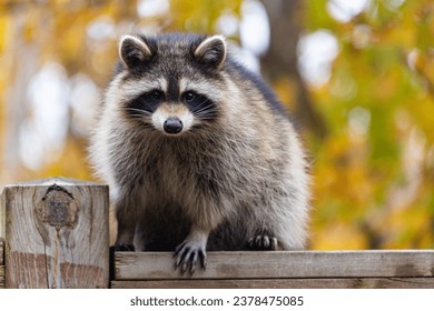 Closeup of one beautiful raccoon perched on a rustic wooden railing against a blurred fall foliage background.