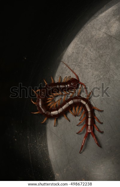 the human centipede ไทย download