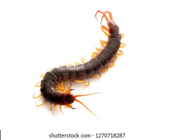 closeup of one brown centipede on white background