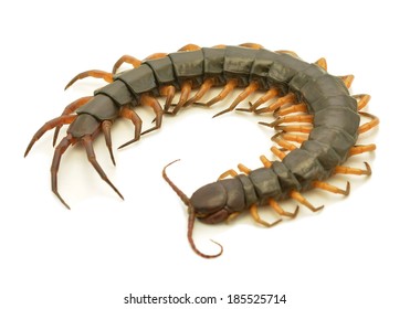 6,924 Centipede on white background Images, Stock Photos & Vectors ...