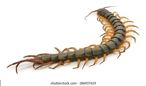 closeup of one brown centipede on white background