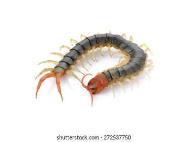 closeup of one brown centipede on white background - Shutterstock ID 272537750