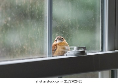Closeup of one curious brown carolina wren bird perched on house window in autumn fall or winter in Virginia funny looking through glass