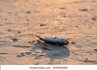 Closeup Of One Dead Fish Washed Ashore During Red Tide Algae Bloom Toxic In Naples Beach In Florida Gulf Of Mexico During Sunset On Sand