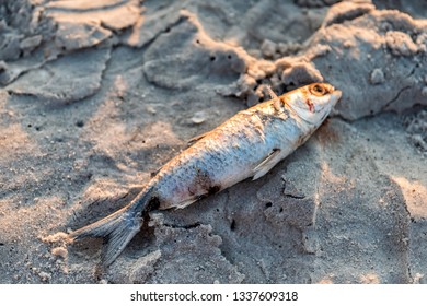 Closeup Of One Dead Fish Washed Ashore During Sunset On Sand Red Tide Algae Bloom Toxic In Naples Beach In Florida Gulf Of Mexico