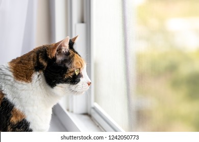 Closeup Of One Female Cute Calico Cat Face Standing Inside, Indoors, Indoor Of House, Home Room Windowsill, Sill, Looking Out, Through Window, Staring Behind Mesh Screen Outside, Bird Watching