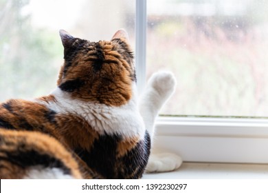 Closeup of one female cute calico cat lying down by windowsill sill indoors of house home room looking out through window touching with paw