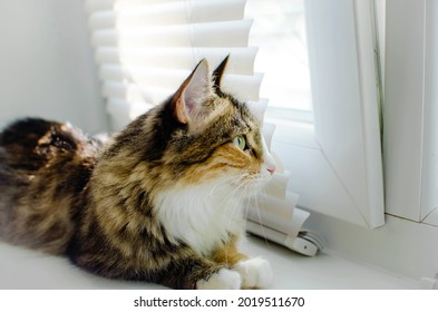 233 Cat looking through blinds Images, Stock Photos & Vectors ...