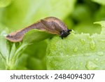 Closeup of one hungry Spanish slug killer snail eating the green leaves and crops in the garden