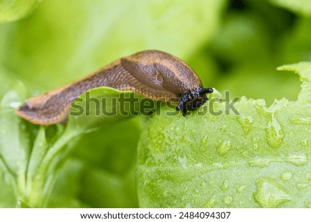 Similar – Image, Stock Photo Snail on a green leaf with snail droppings. Cepaea nemoralis. Grove snail or brown lipped snail without dark banding, close up.