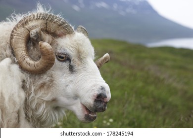 Closeup of one Icelandic Big Horn Sheep 