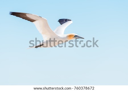 Closeup of one isolated white Gannet bird searching for partner by blue ocean bay on Bonaventure Island in Perce, Quebec, Canada by Gaspesie, Gaspe region