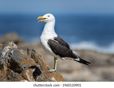 Closeup Of One Kelp Gull