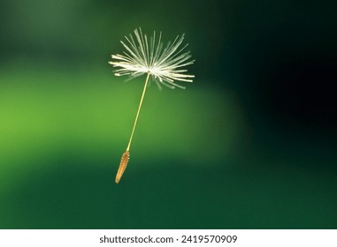 closeup of one single dandelion seed (Taraxacum Officinale)  against green background - Powered by Shutterstock