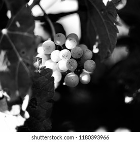closeup of one small round bunch of white grapes with small black dots on transparent skin in bright sun light and dark bokeh background surrounded by big leaves - white and black photo - Powered by Shutterstock