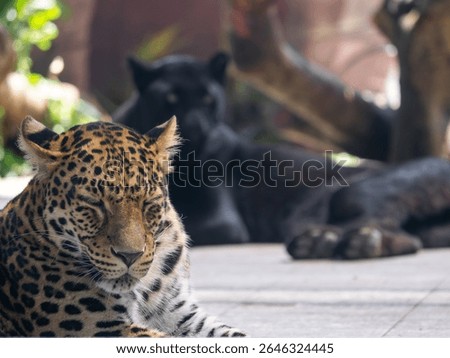 Close-up of one spotted leopard and one black leopard in Chongqing Zoo, China
