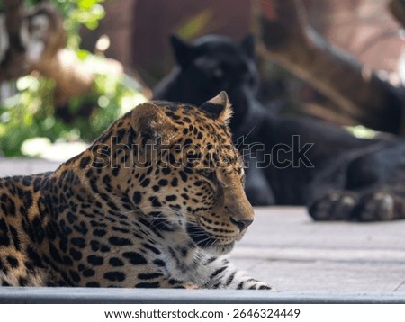 Close-up of one spotted leopard and one black leopard in Chongqing Zoo, China