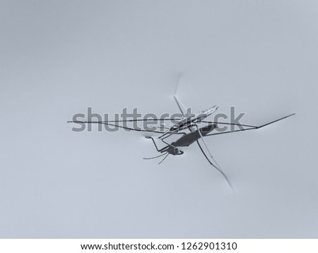 Similar – Image, Stock Photo The “Puck” shortly before the start