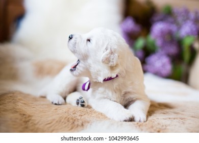 Close-up of one week old maremma puppy lying on the cow's fur. Profile Portrait of Cute white puppy with purple ribbon saying his first woof to new world on a lilac flowers background