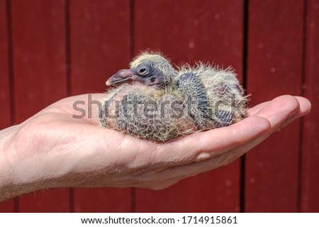 Closeup of a one week old young racing pigeon chick with the eye opened in the hand of the pigeon fancier