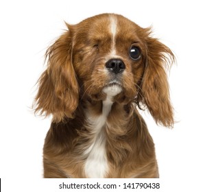 Close-up of a one-eyed Cavalier King Charles puppy, 4 months old, isolated on white