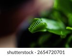 Close-up of an open Venus flytrap trap showing its sharp spines. Soft bokeh and vivid green highlight the carnivorous nature of the plant