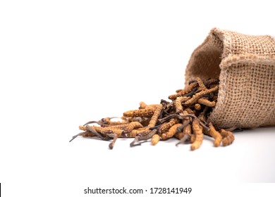 Closeup Of Ophiocordyceps Sinensis Or Mushroom Cordyceps In Brown Sack Bag On Isolated Background. Medicinal Properties In The Treatment Of Diseases. National Organic Medicine.