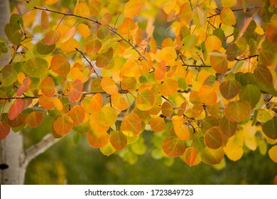 Closeup of orange aspen leaves on trees in autumn forest