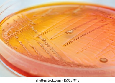 Closeup Of An Orange Bacteria In A Petri Dish