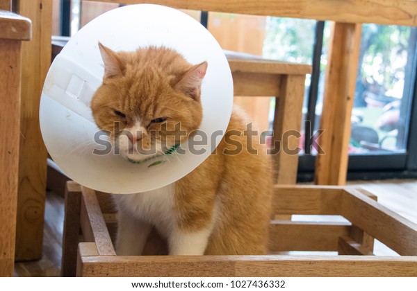 Closeup Orange British Shorthair Cat Elizabethan Stock Image