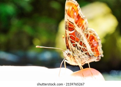 Close-up Of An Orange Brush Footed Butterfly Sucking A Woman's Hand