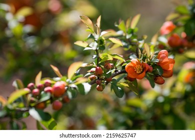 Close-up of orange buds and flowers of Japanese quince. Orange Japanese quince blooms in spring. Large buds of orange Japanese quince on the branches. Copy the place for the text.