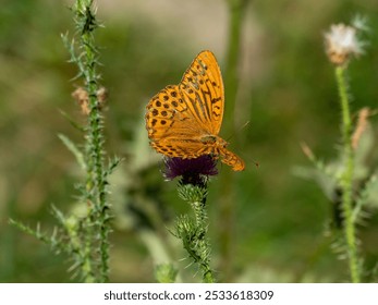 A close-up of an orange butterfly perched on a purple thistle flower with a blurred green background. - Powered by Shutterstock