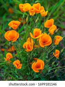 Close-up of orange california poppy flower mound in full bloom. Bright orange flowers surrounded by green background. 