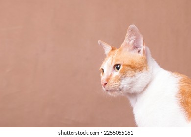 closeup of orange cat posing side view with sharp eyes, negative space. - Shutterstock ID 2255065161