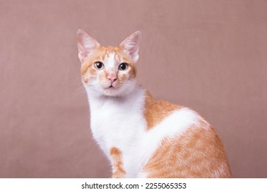 Closeup of orange cat sitting and posing to avoid camera in studio. - Shutterstock ID 2255065353