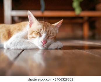 Close-up of Orange cat sleeping on the wooden floor at home
