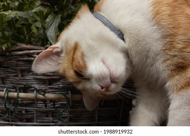 Closeup Of An Orange Cat Wearing A Flea Collar Rubbing On A Pot Of Flowers.