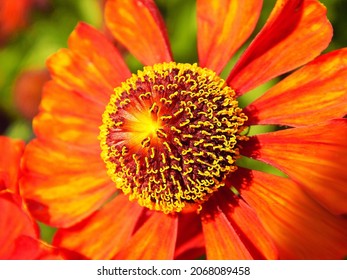 Closeup of an orange coneflower in the sun