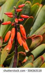 Closeup Of Orange Fan Aloe Flowers