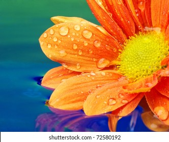 Close-up of an orange flower reflected in rendered water