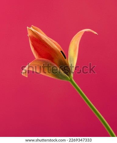 Closeup of the orange flower of the species Tulip Little Princess seen against a red background.