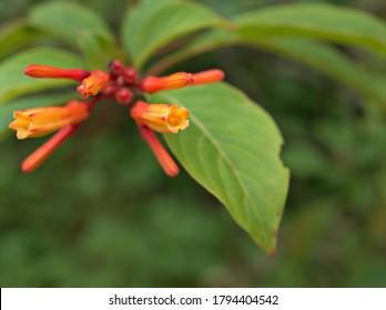 Closeup Orange Flowers Hamelia Papilloma ,Patterns Patens Jacq ,firebush Hummingbird Bush Plants ,Compact Firebush ,Louisiana Nursery, Scarletbush , Family Rubiaceae ,Hamelieae ,HenriLouis Duhamel Du 