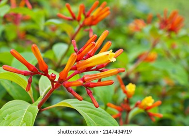 Closeup Orange Flowers Hamelia Papilloma ,Patterns Patens Jacq ,firebush Hummingbird Bush Plants ,Compact Firebush ,Louisiana Nursery, Scarletbush , Family Rubiaceae ,Hamelieae ,HenriLouis Duhamel Du 