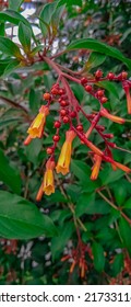 Closeup Orange Flowers Hamelia Papilloma ,Patterns Patens Jacq ,firebush Hummingbird Bush Plants ,Compact Firebush ,Louisiana Nursery, Scarletbush , Family Rubiaceae ,Hamelieae