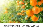 Close-up orange fruit in orange farming.