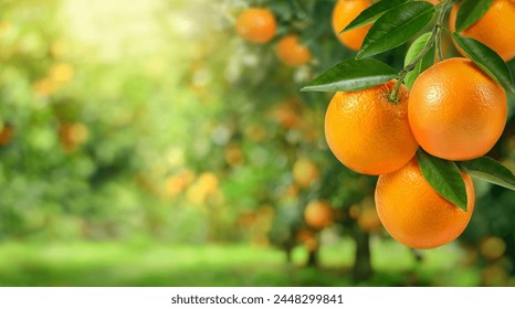 Close-up orange fruit in orange farming. - Powered by Shutterstock